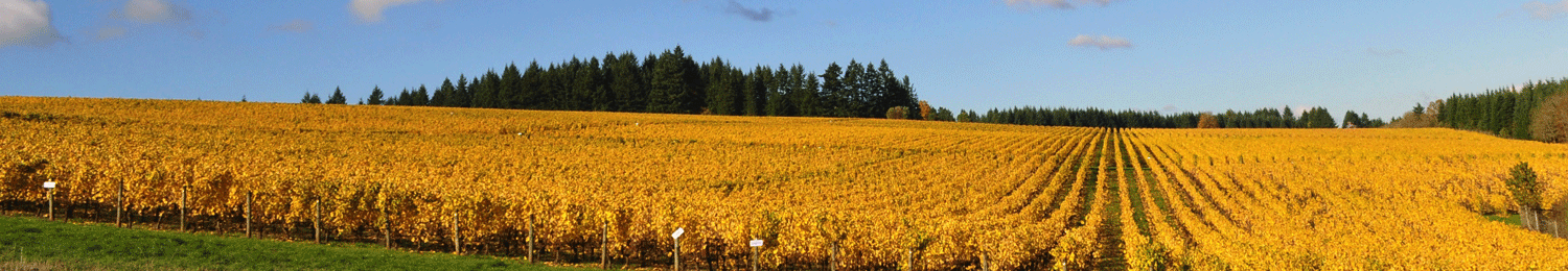 Winery field