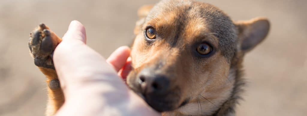 Hand petting dog