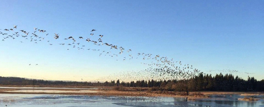 Birds flying over lake